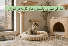 بهترین پانسیون گربه در تهران