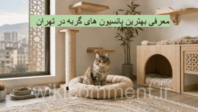بهترین پانسیون گربه در تهران